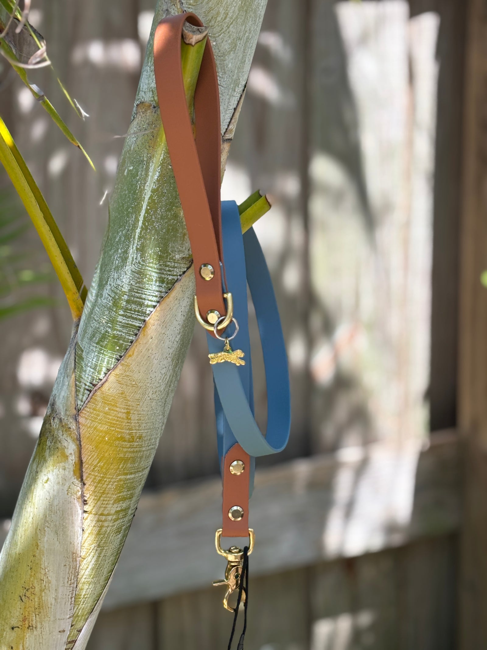 5' Traditional Leash, 3/4" wide