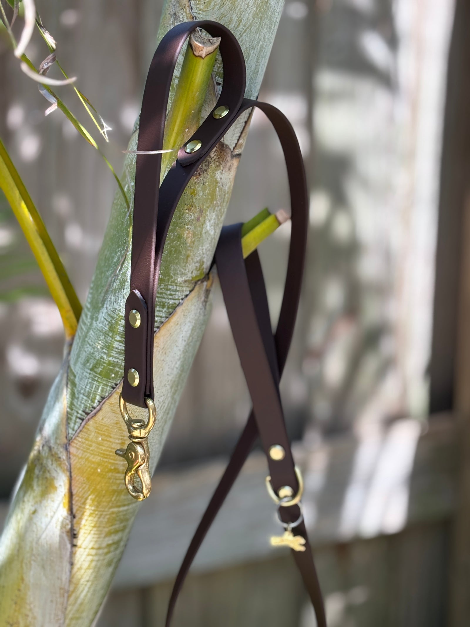 4' Traditional Leash, 3/4" wide