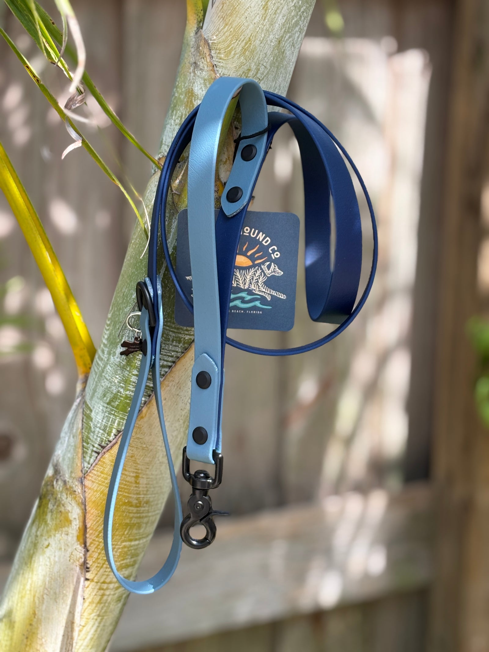 5' Traditional Leash, 3/4" wide