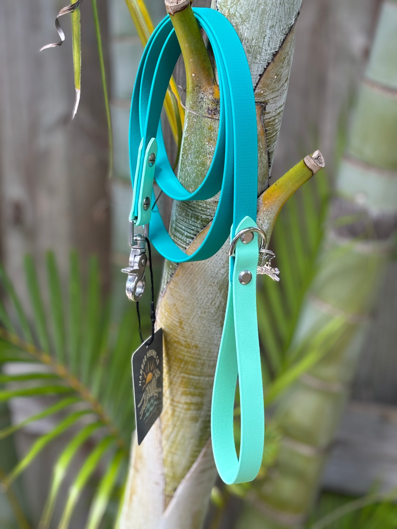 5' Traditional Leash, 3/4" wide