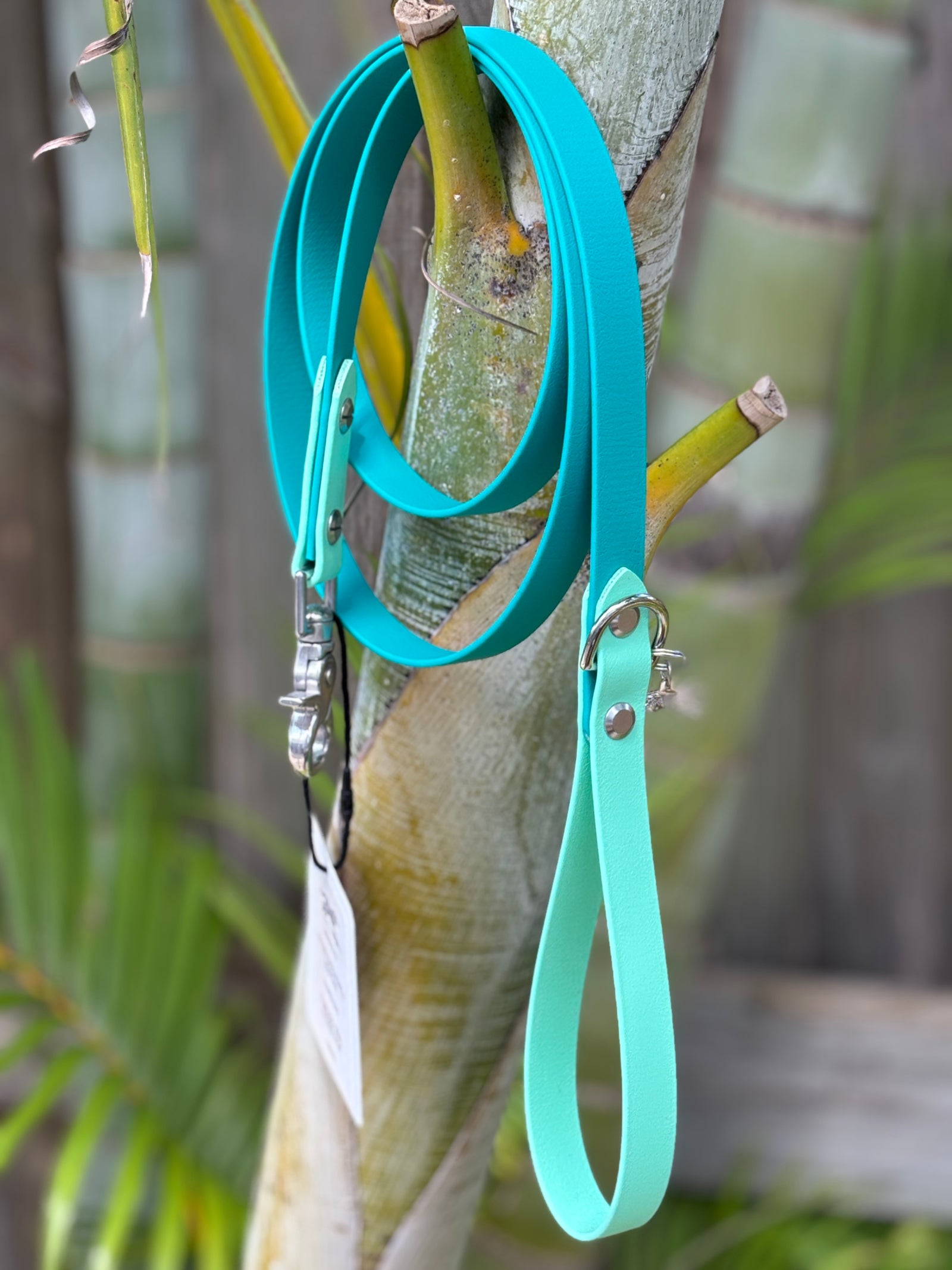 5' Traditional Leash, 3/4" wide