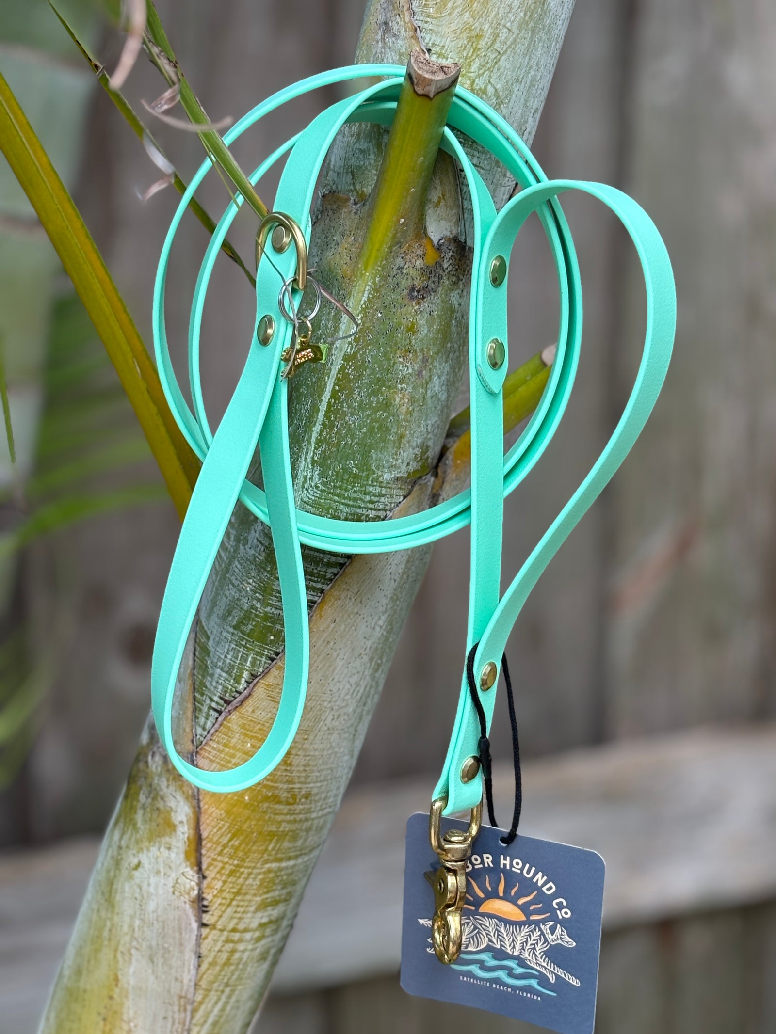 5' Traditional Leash, 3/4" wide