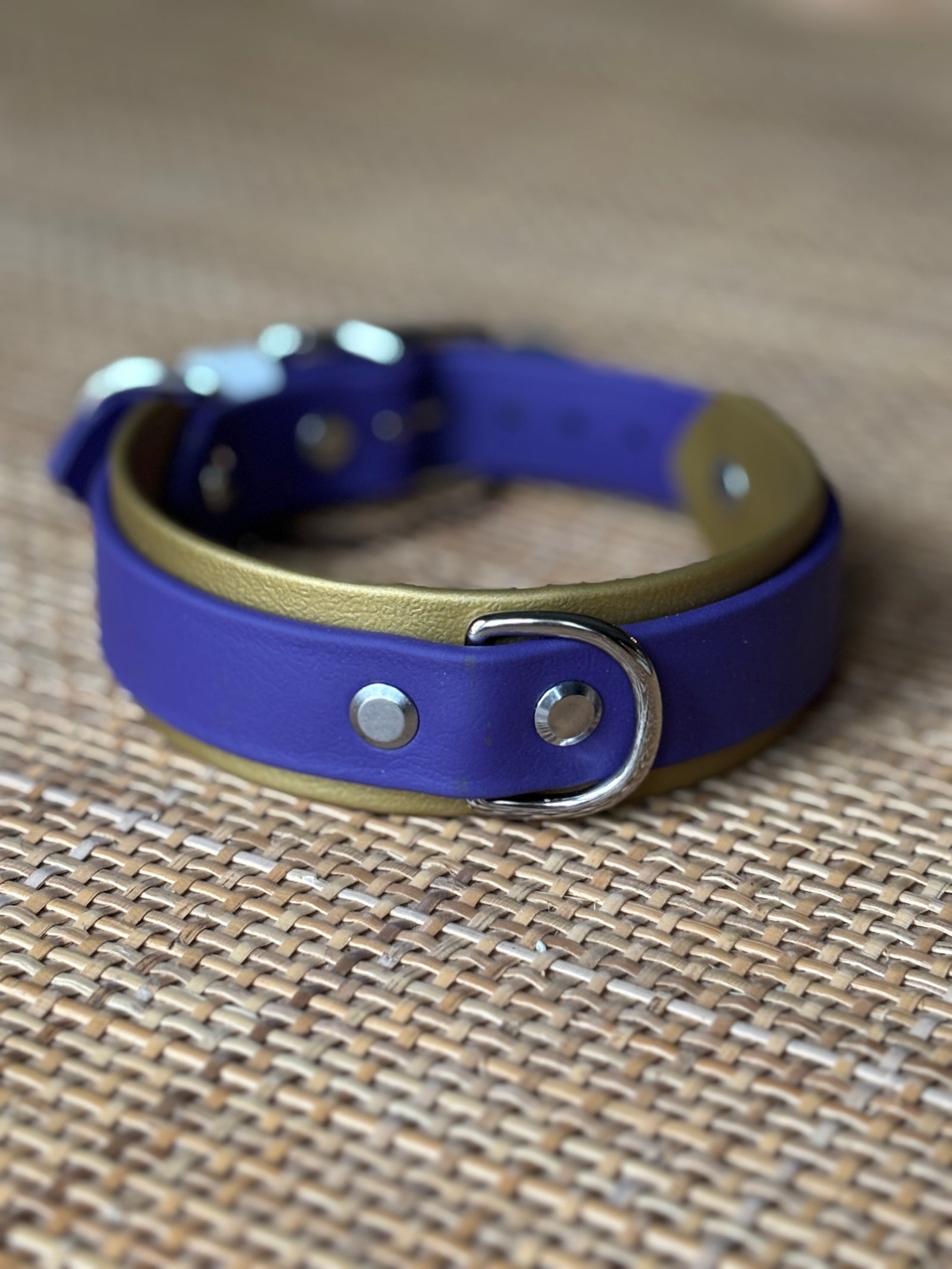 1.5" Taliesin Buckle Collar, 13-15"