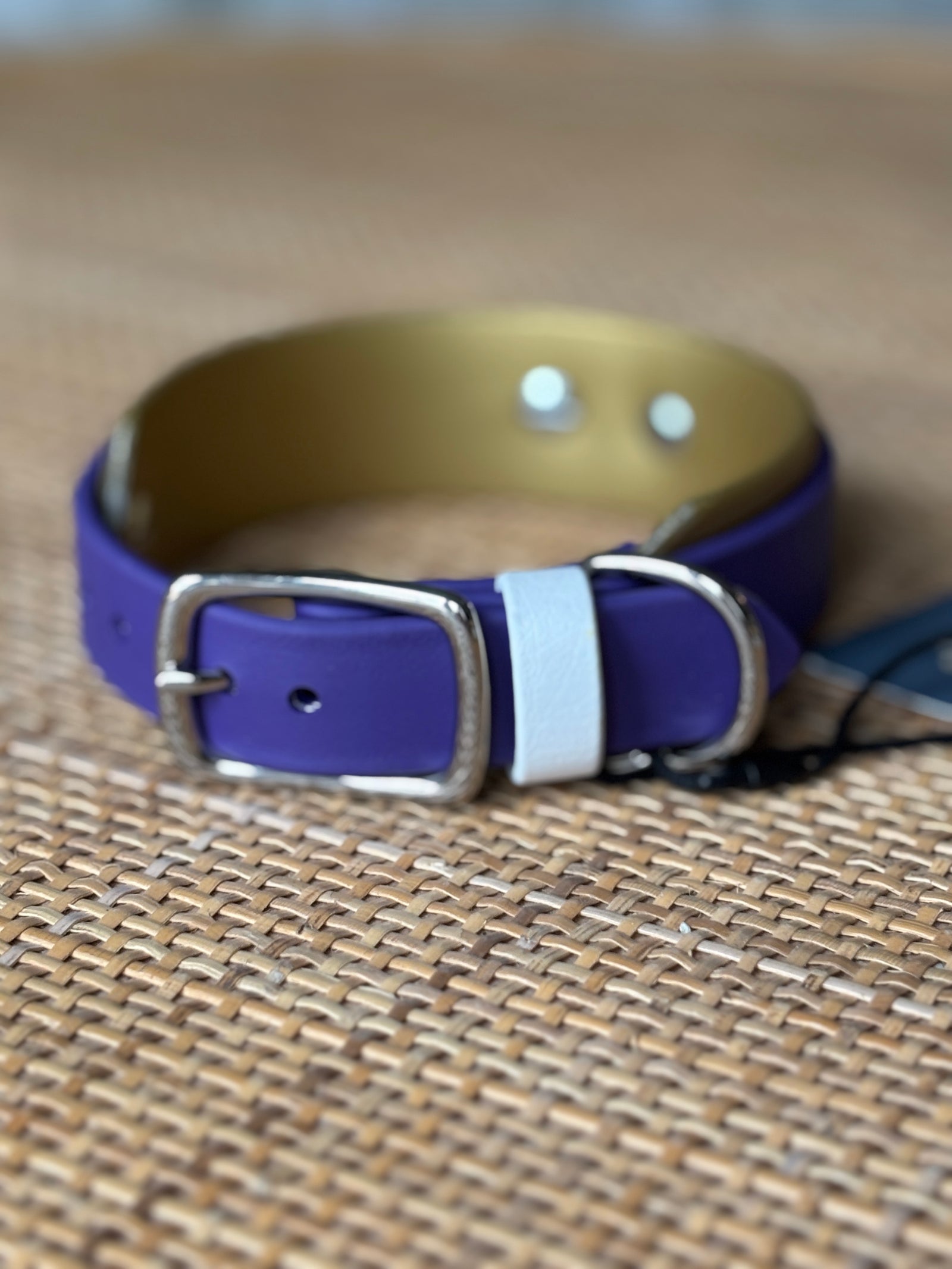 1.5" Taliesin Buckle Collar, 13-15"