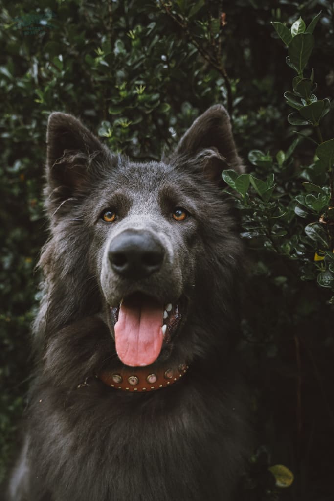 1.5 LETO Gemstone Buckle Collar - Please Choose One - Waterproof Collar