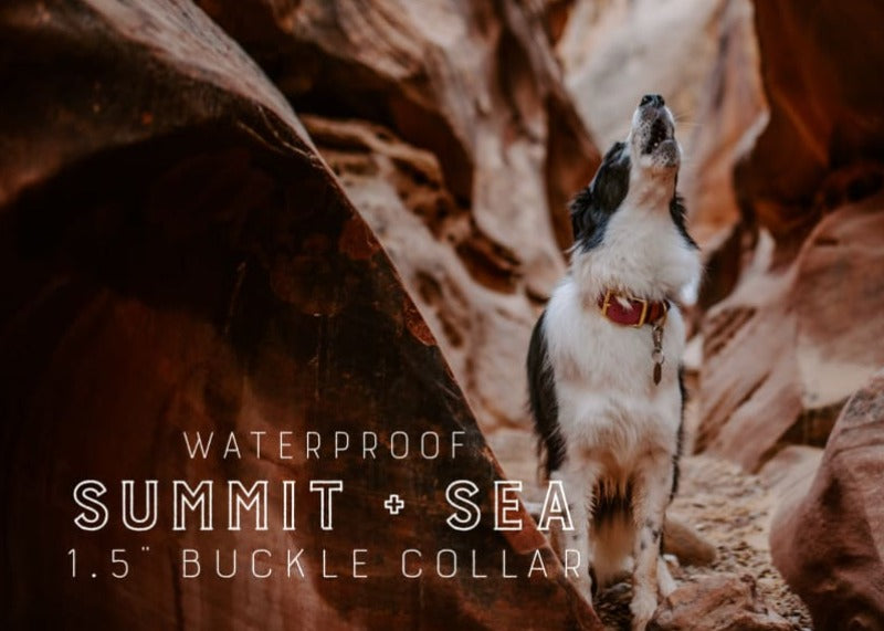 1.5 Waterproof Buckle Collar - Waterproof Collar