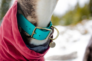 @tuckerleo_da_huskies 1.5" Turquoise Buckle Collar with Chestnut strap keeper