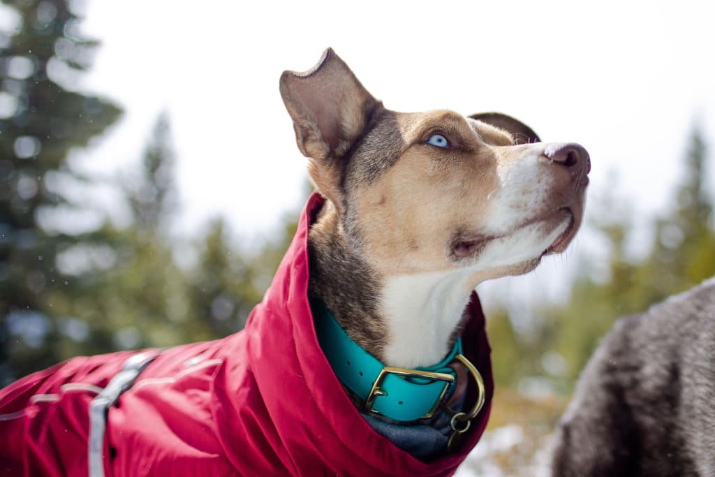 1.5 Waterproof Buckle Collar - Waterproof Collar