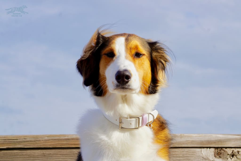 1 Waterproof Buckle Collar - Waterproof Collar from Biothane and solid brass, rustproof dog collar