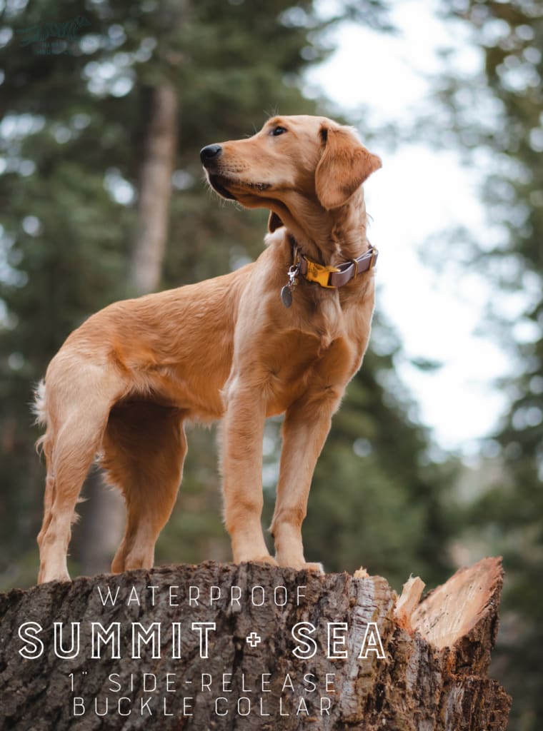 1 wide Side-Release Buckle Collar - Waterproof Collar