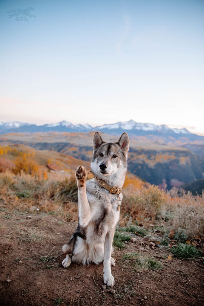 APEX 1.5 Gemstone Buckle Collar - Waterproof Collar