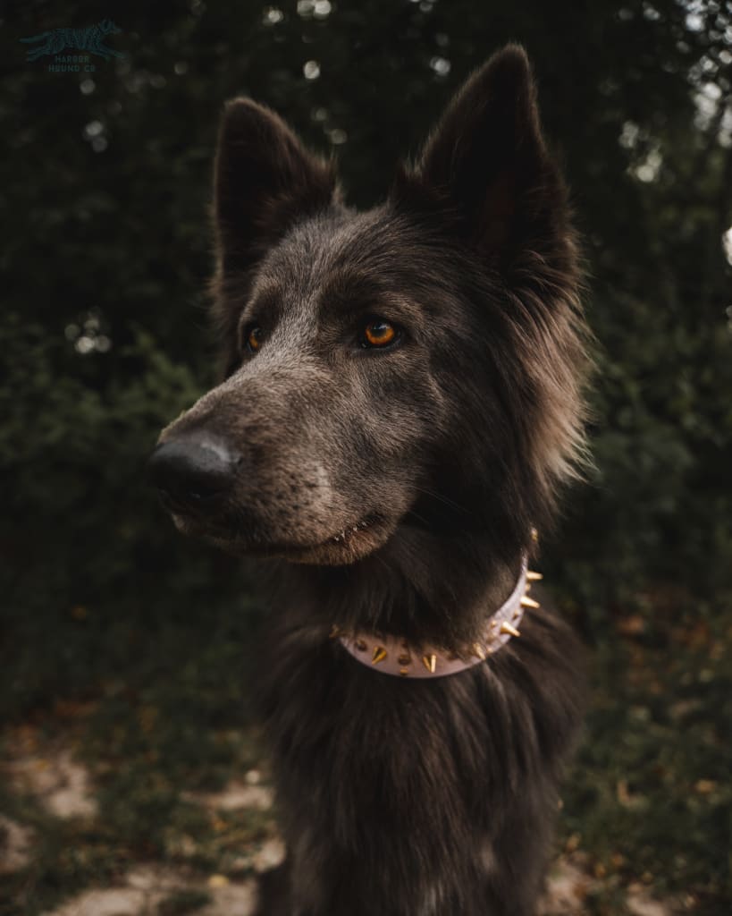 ARDEN 1.5 Crystal Studded Buckle Collar - Waterproof Collar