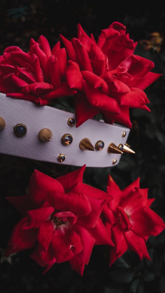 ARDEN 1.5 Crystal Studded Buckle Collar - Waterproof Collar