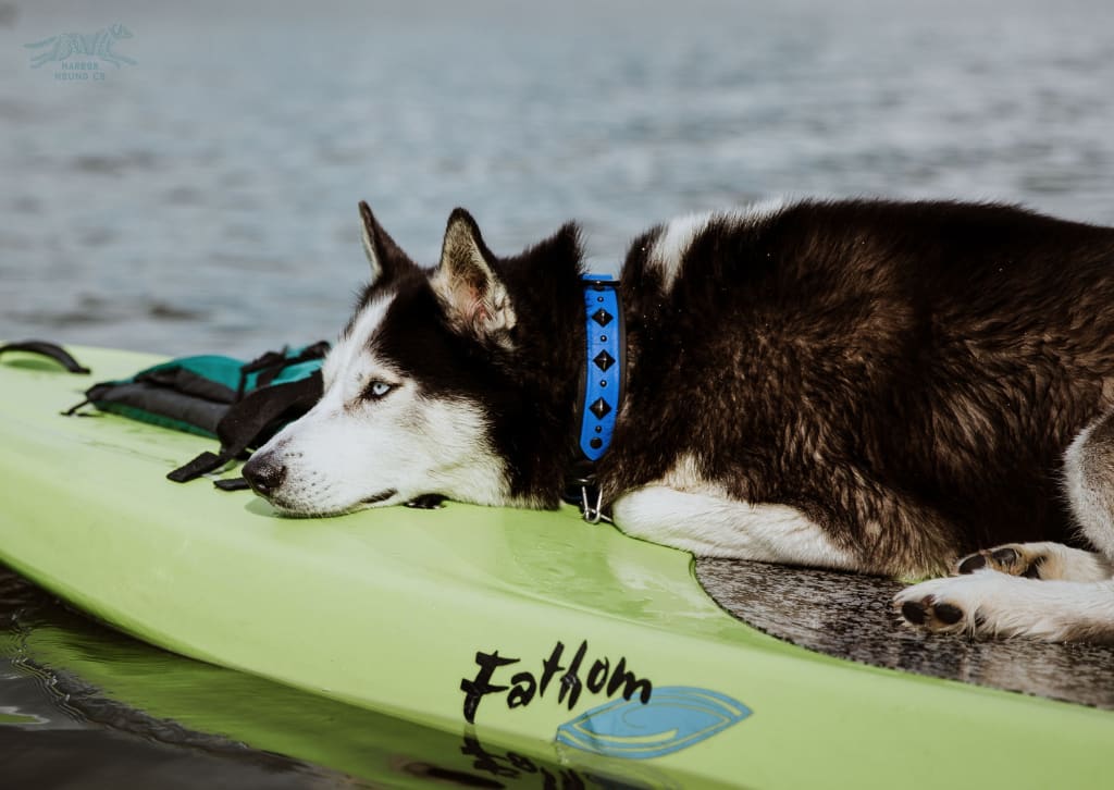 DEOMALI Layered 1.5 Studded Buckle Collar - Waterproof Collar