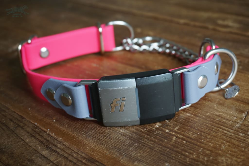 Fi Compatible Dog Collar  Clive and Bacon Custom Dog Accessories