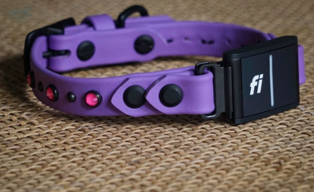 Fi Compatible 3/4 TOFINO Studded Buckle Collar - Waterproof Collar