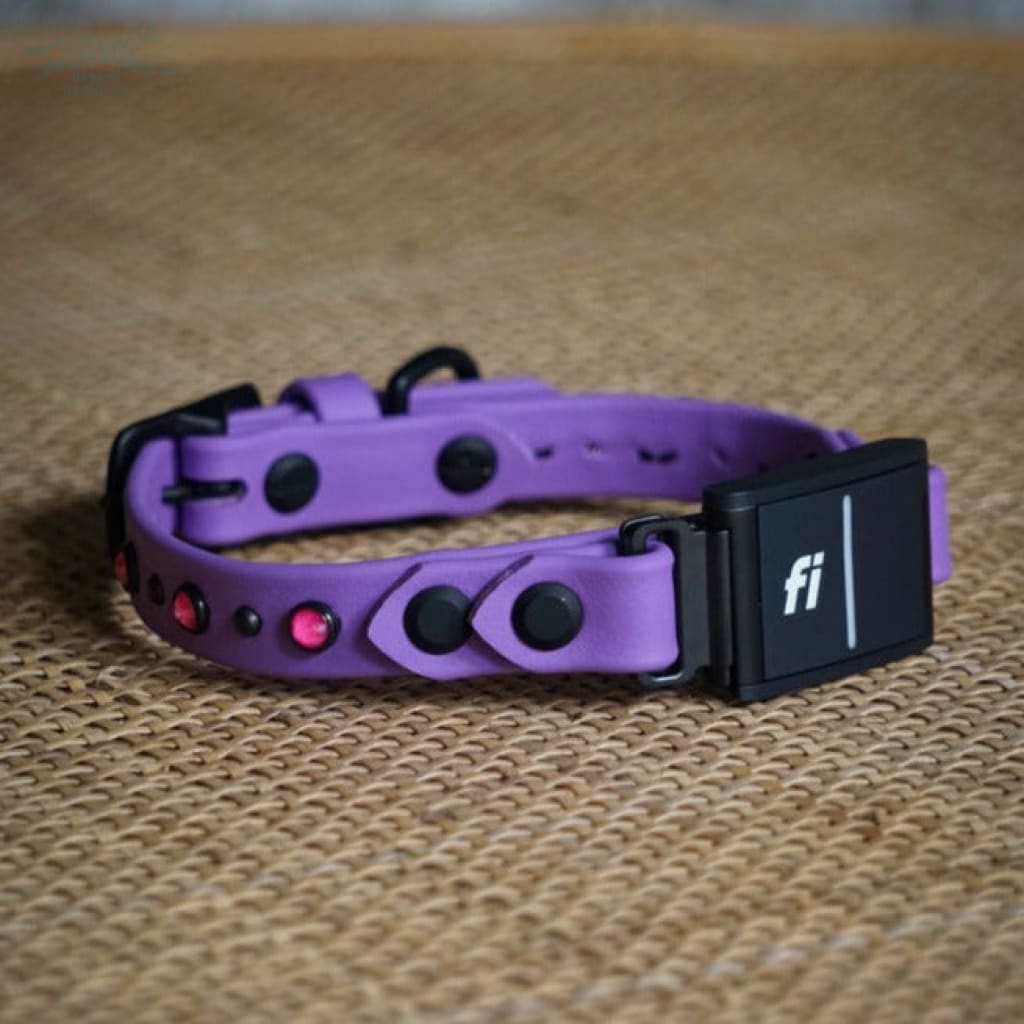 Fi Compatible 3/4 TOFINO Studded Buckle Collar - Waterproof Collar