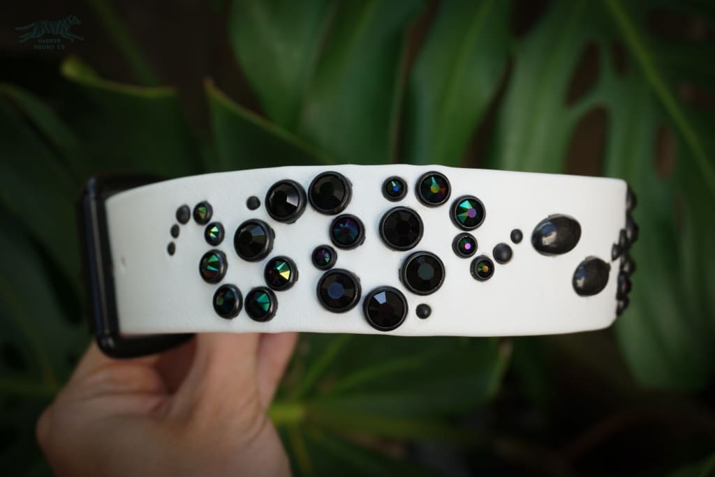 OPHIDIA 1.5Studded Buckle Collar - Waterproof Collar