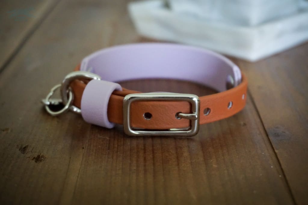 Petite Taliesin Layered Buckle Collar - Waterproof Collar