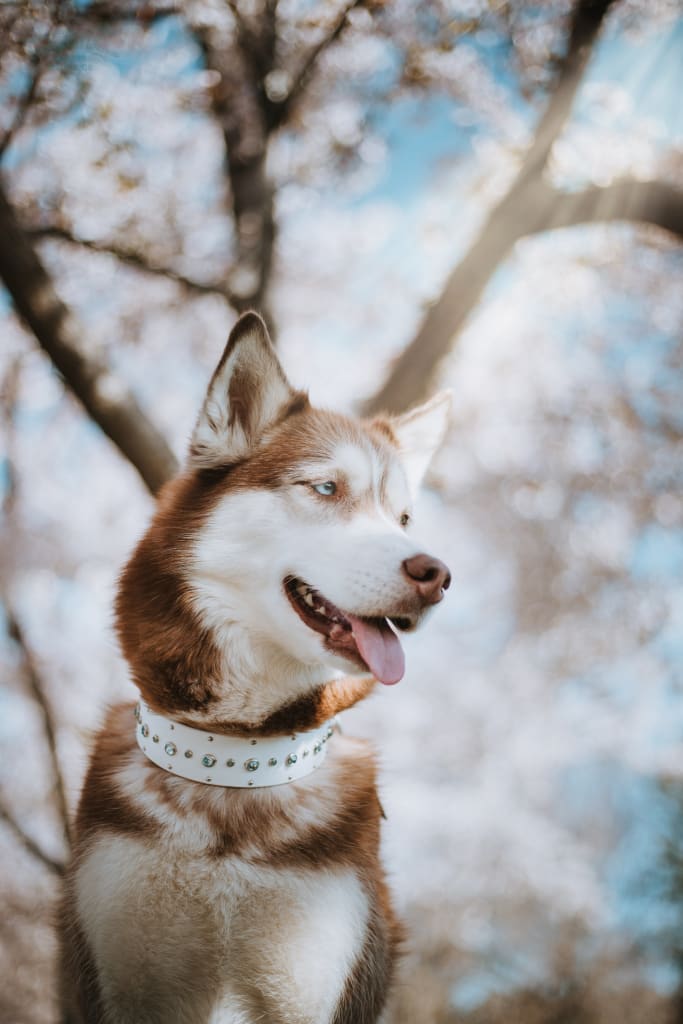 SHASTA 1.5 Crystal Studded Buckle Collar - Waterproof Collar