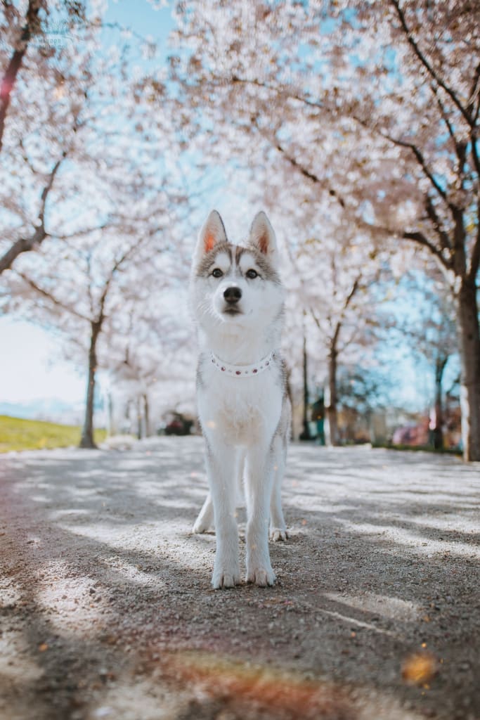 TALA 1 Crystal Studded Buckle Collar - Waterproof Collar