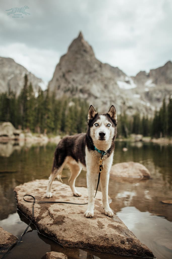 Waterproof Long Line - Waterproof Leash
