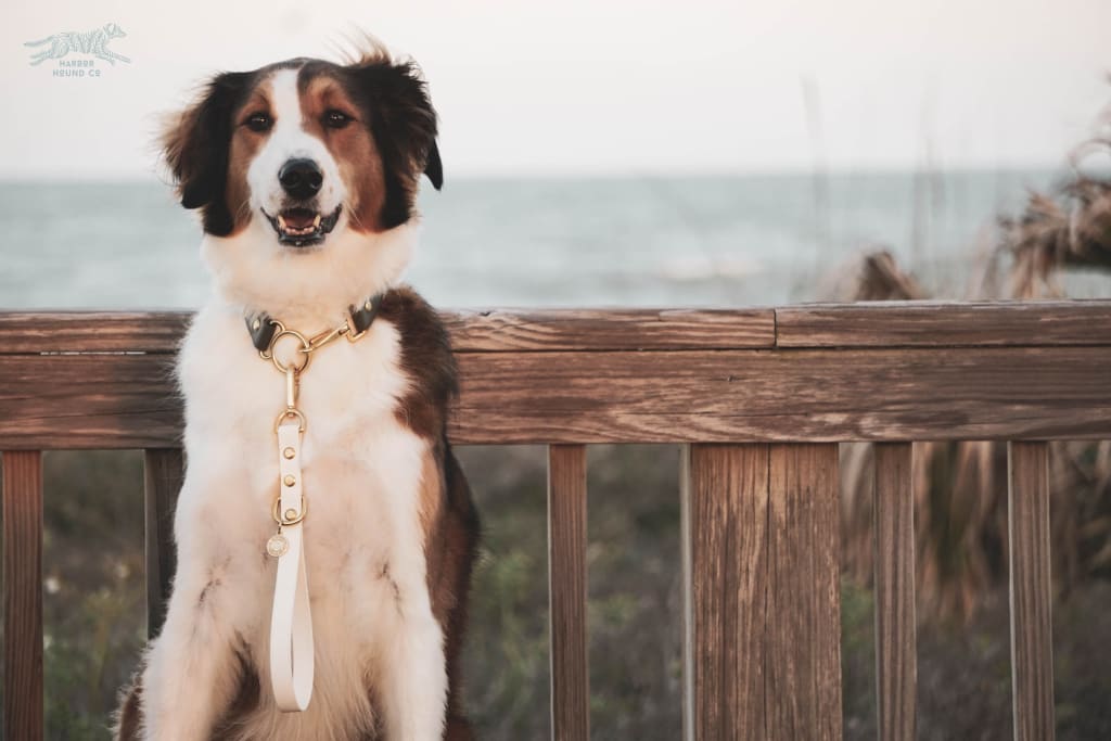 Harbor Hound Co. - Waterproof Traffic Handle